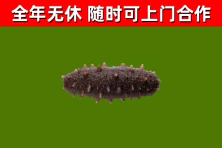颍泉区烟酒回收干海参.jpg